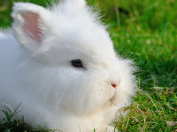Ne kadar tatlı değil mi ? Fakat insanoğlu para için onuda kötü şartlara maruz bırakıyor.. “Angora Tavşanı”