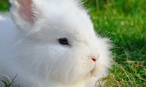 Ne kadar tatlı değil mi ? Fakat insanoğlu para için onuda kötü şartlara maruz bırakıyor.. “Angora Tavşanı”