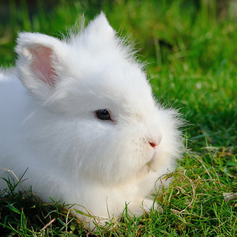 Ne kadar tatlı değil mi ? Fakat insanoğlu para için onuda kötü şartlara maruz bırakıyor.. “Angora Tavşanı”