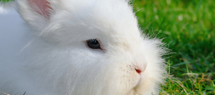 Ne kadar tatlı değil mi ? Fakat insanoğlu para için onuda kötü şartlara maruz bırakıyor.. “Angora Tavşanı”