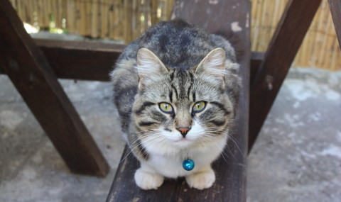 Fethiye’nin En Güzel Kedisi Seçildi!