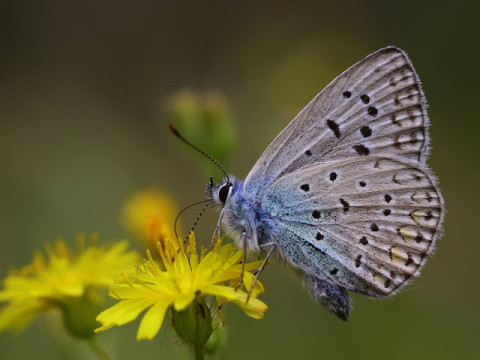 2015 Güncel Kamp Alanları – 4  Kelebekler Vadisi /Fethiye -Faralya