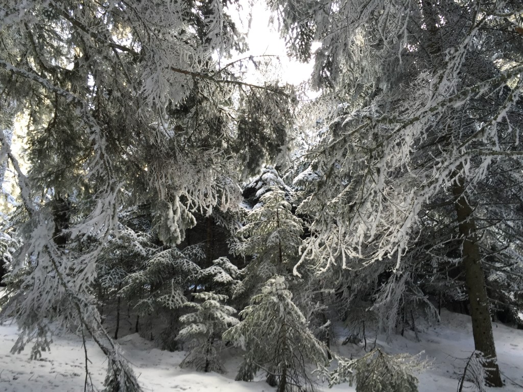 Arkut dağı-2